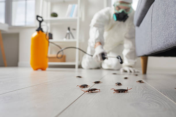 Commercial Rodent Management in Buckhall